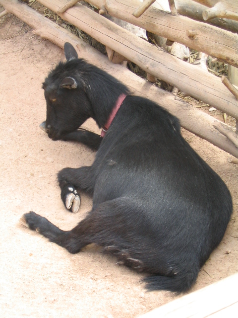 458x617 pixels (191K)